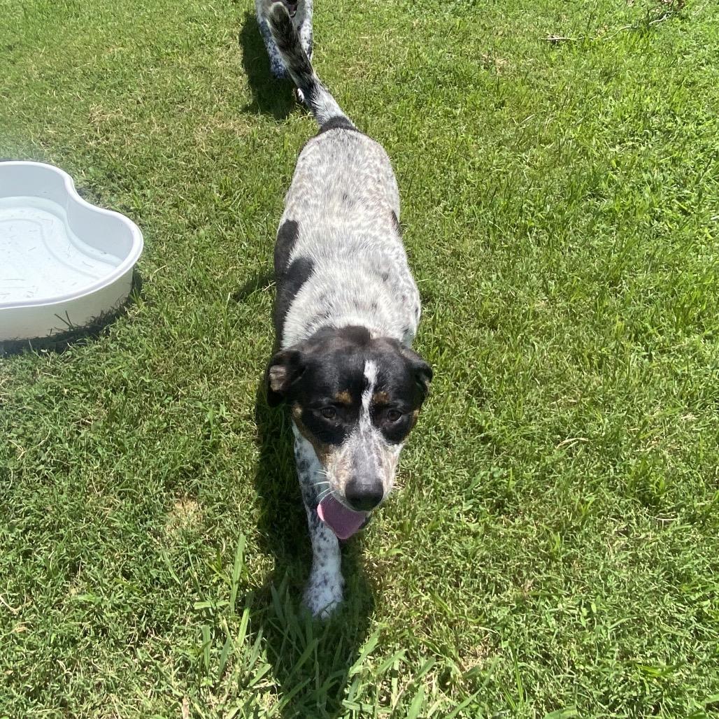 Enlarge Holler, a Adoptable mixed breed in Caryville, TN image 6/6
