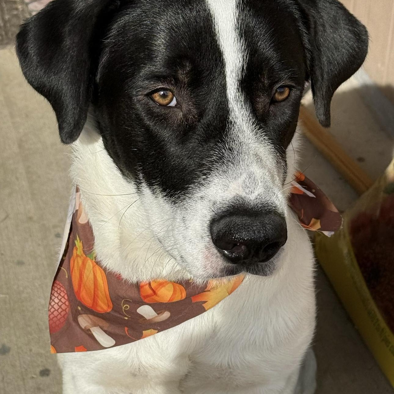 Enlarge Rocco, a Adoptable mixed breed in Des Moines, IA image 2/6