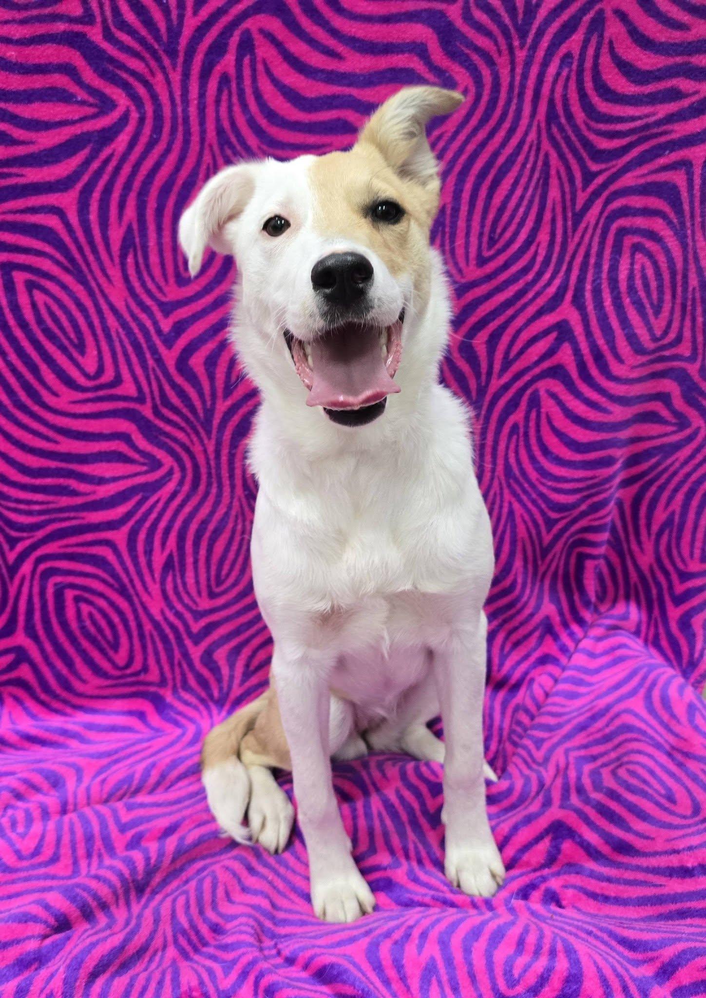 Iris, an adopted Mixed Breed in Frankfort, IN image 5/5