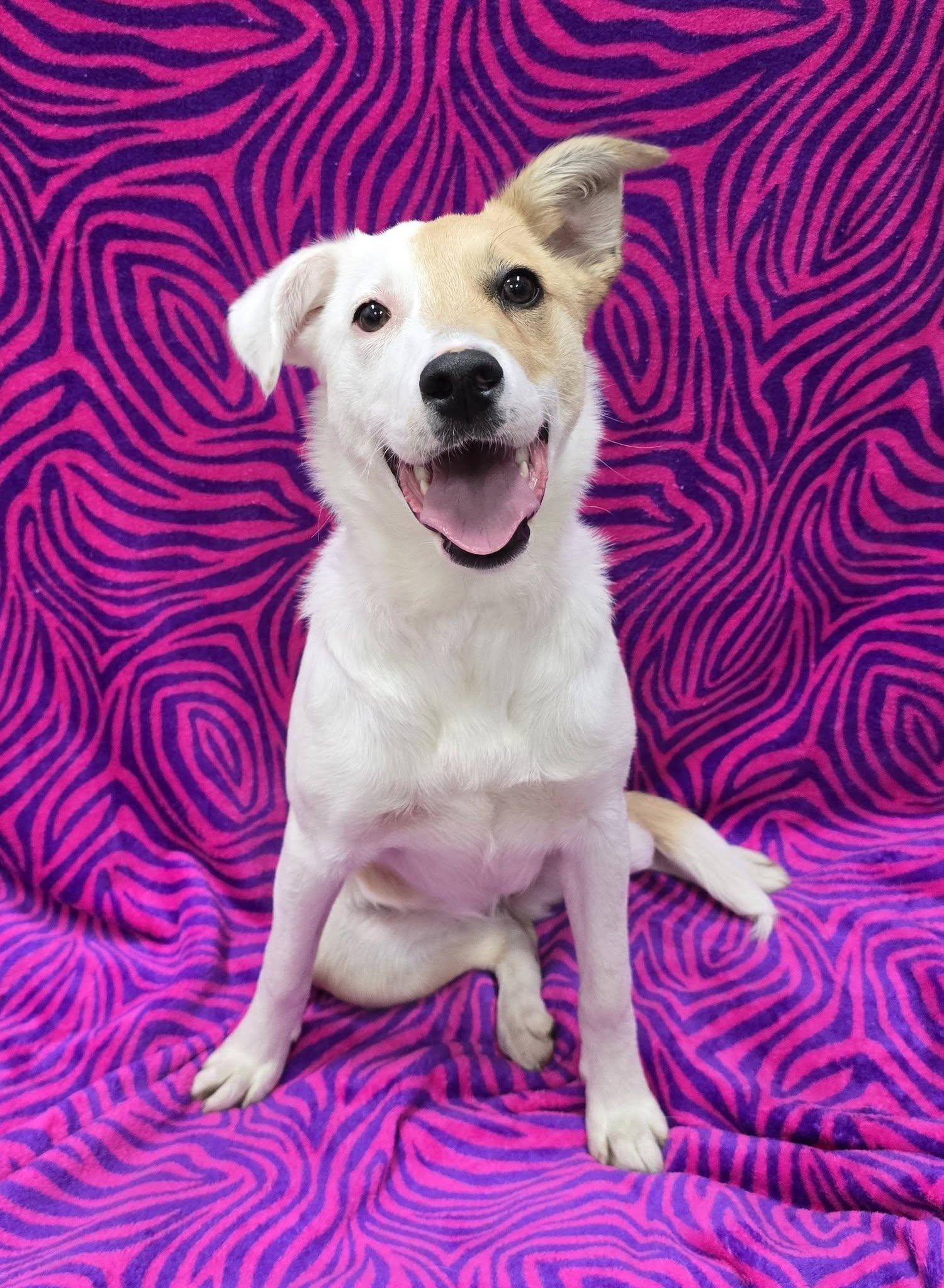 Iris, adopted, Young Female Mixed Breed.