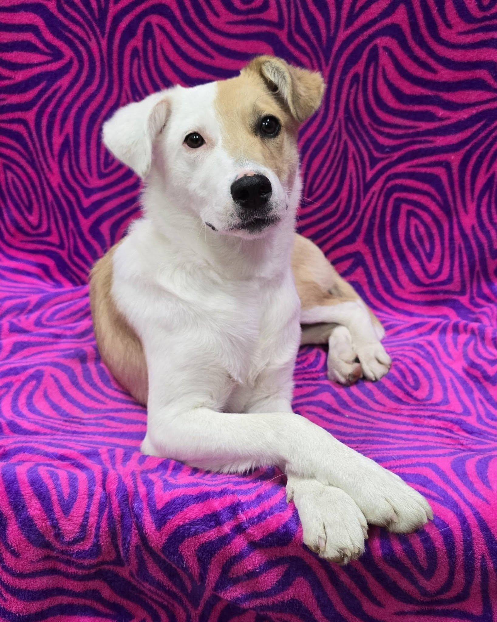 Iris, an adopted Mixed Breed in Frankfort, IN image 3/5