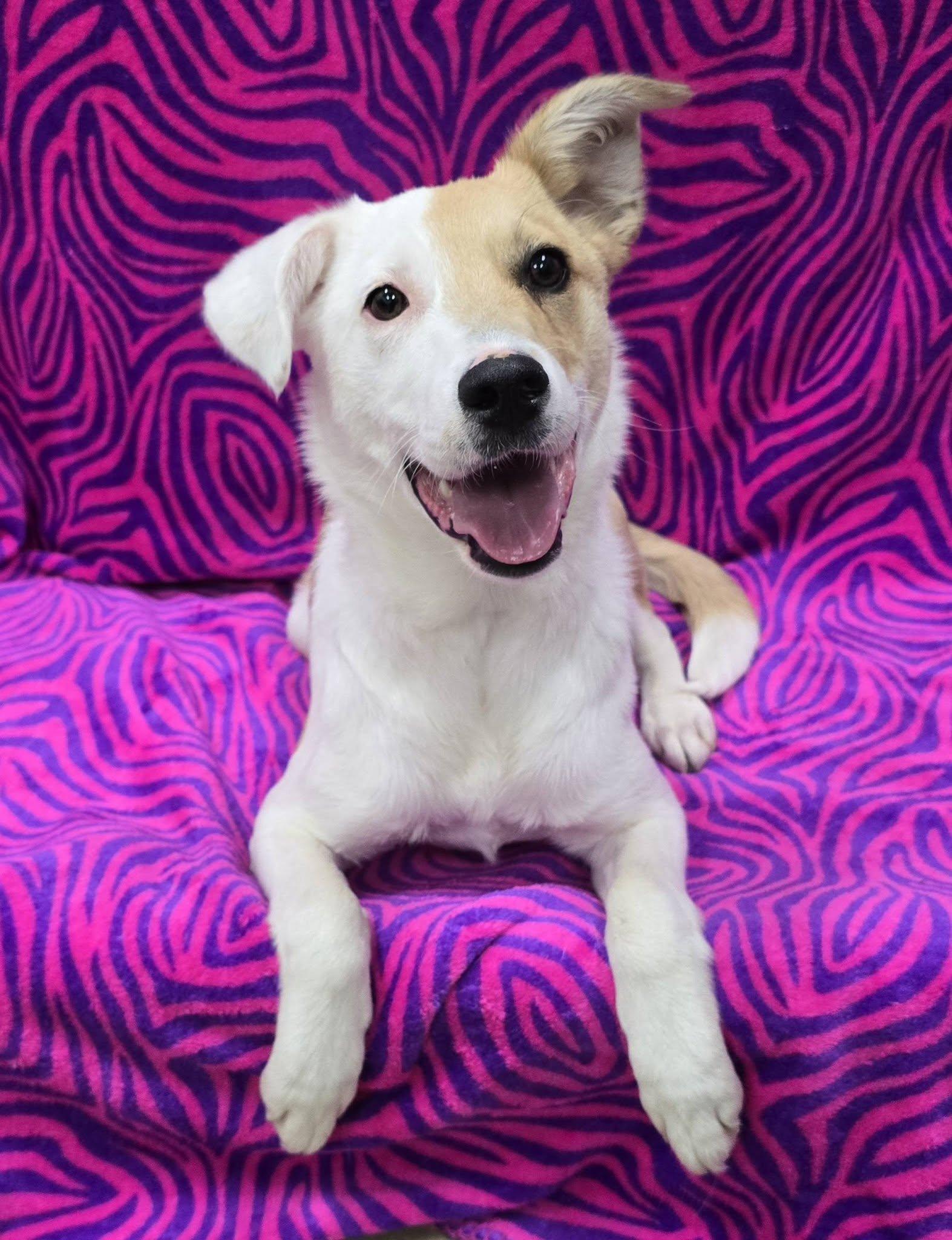 Iris, an adopted Mixed Breed in Frankfort, IN image 4/5