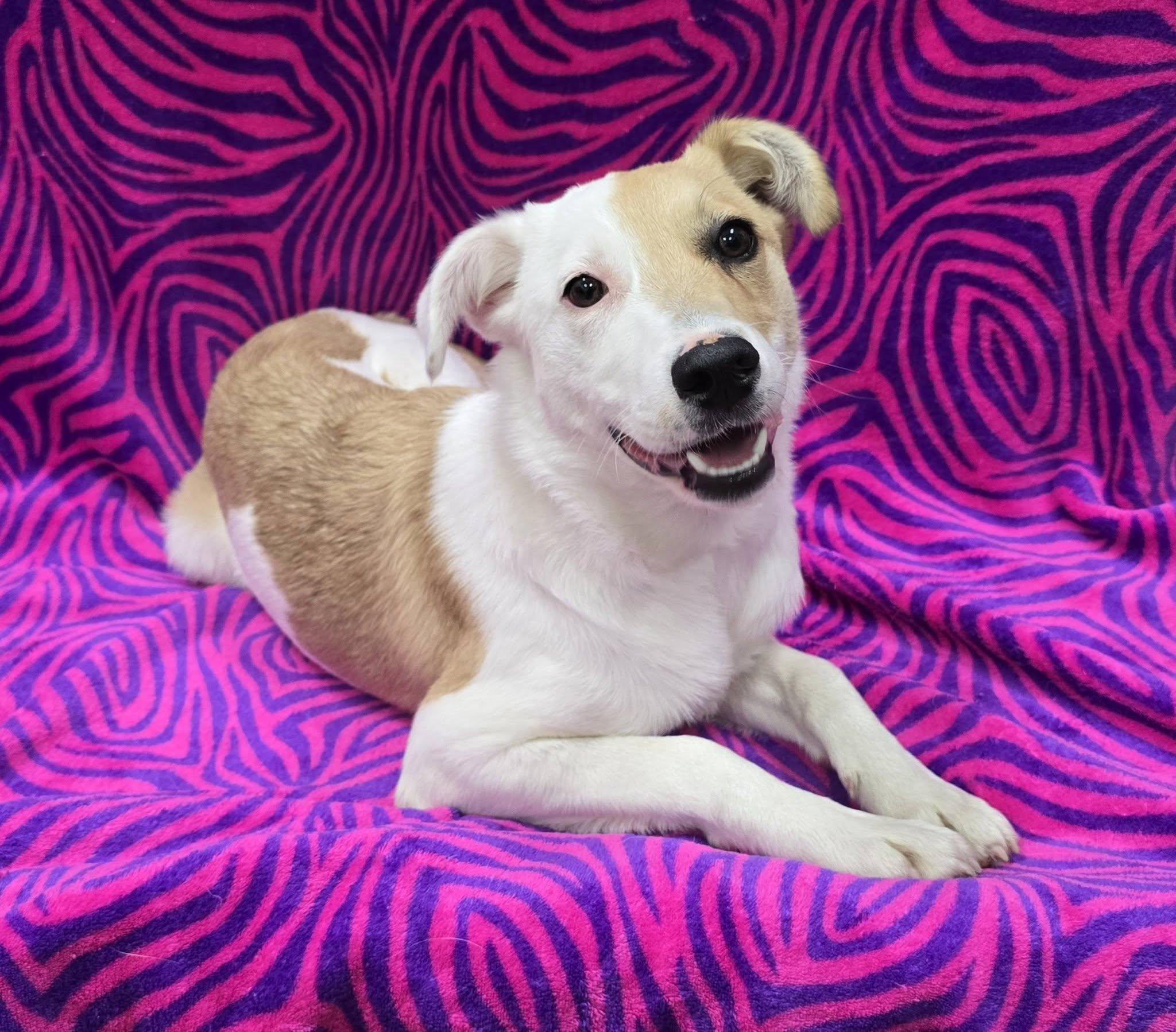 Iris, an adopted Mixed Breed in Frankfort, IN image 2/5