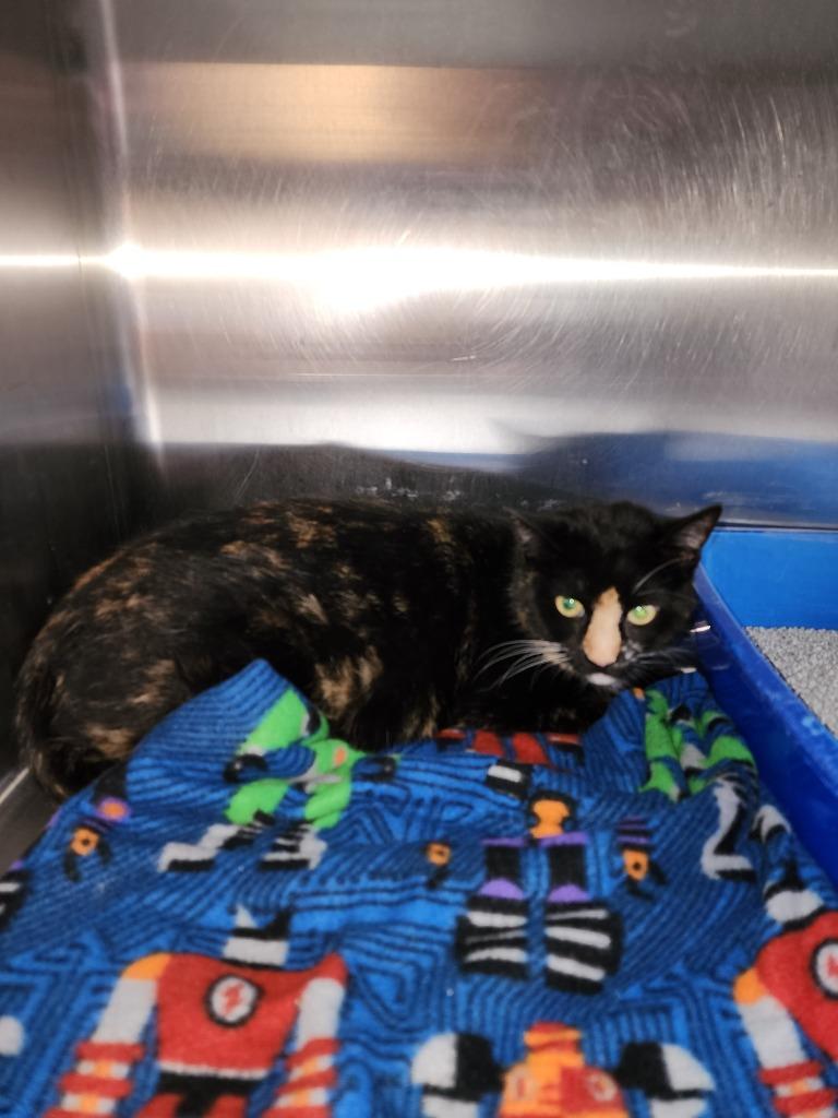 Enlarge Francine, a Adoptable mixed breed in Virginia, MN image 1/1