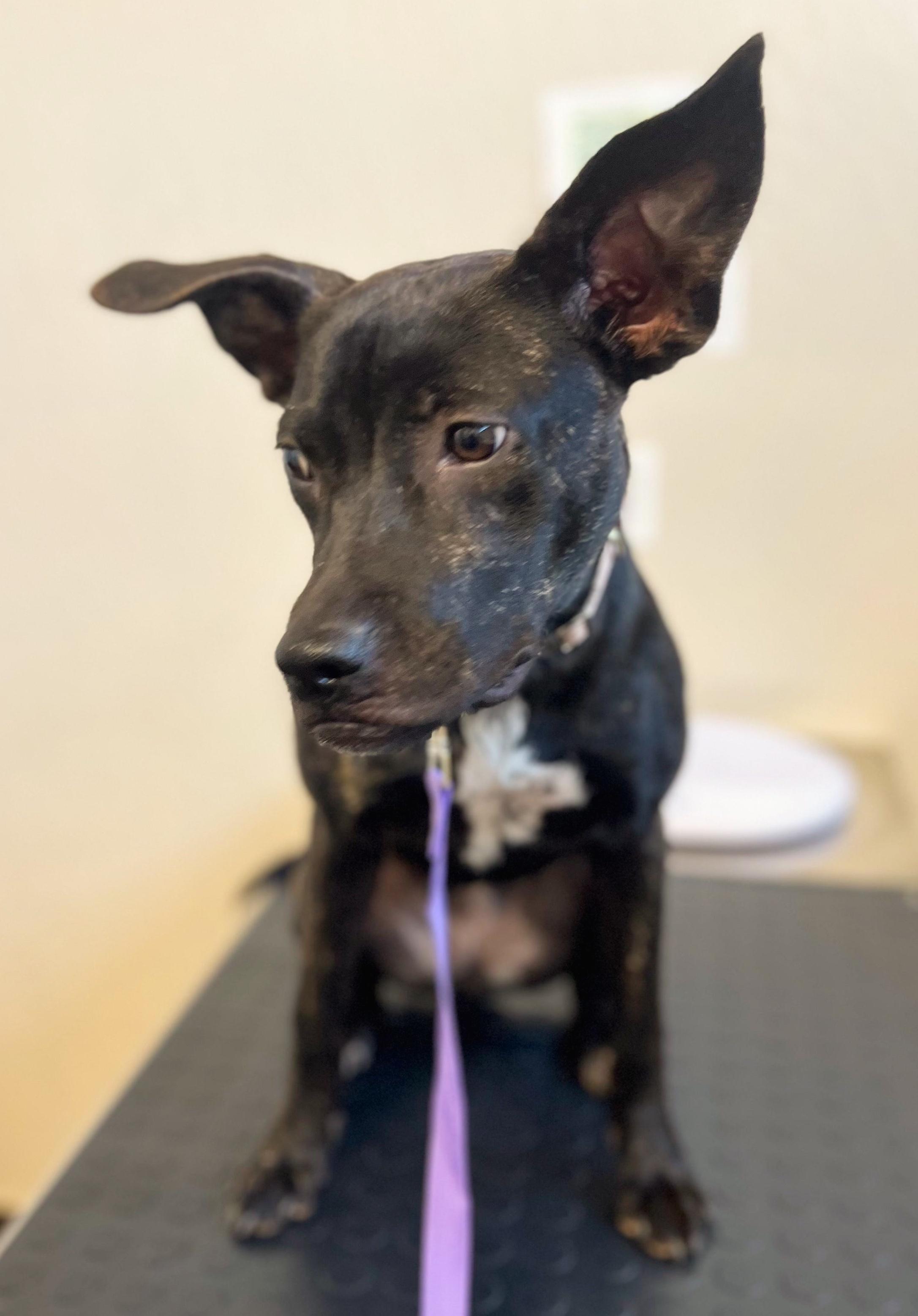 Enlarge Melly, a Adoptable mixed breed in Roseville, CA image 4/6