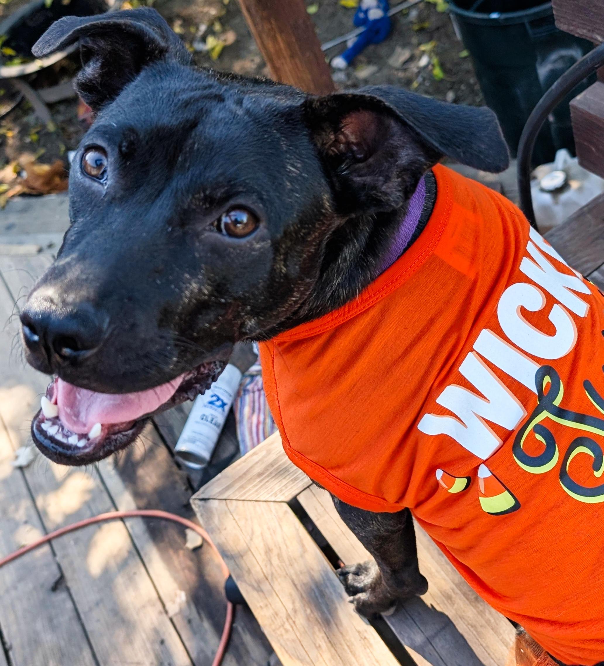 Enlarge Melly, a Adoptable mixed breed in Roseville, CA image 2/6