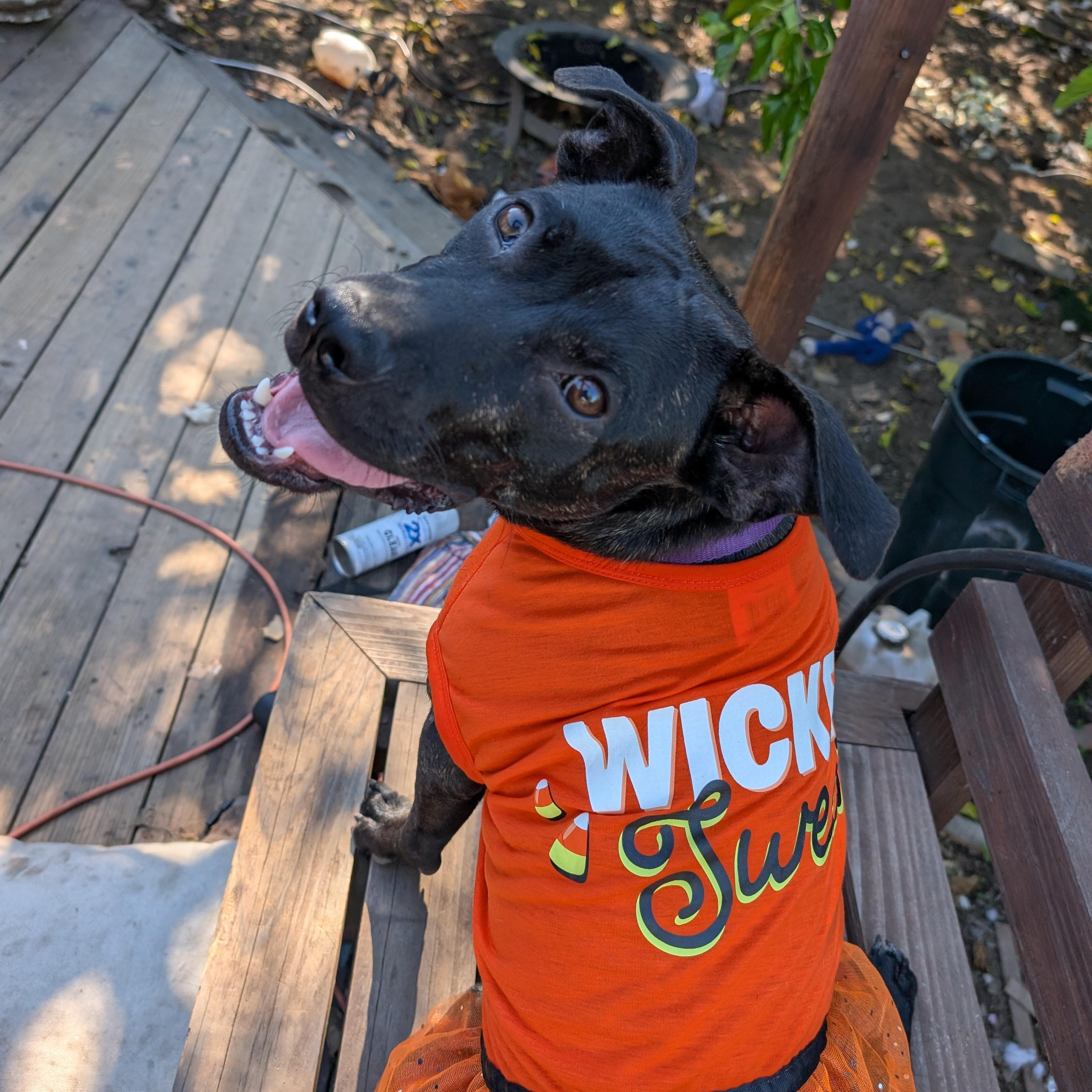 Enlarge Melly, a Adoptable mixed breed in Roseville, CA image 4/5