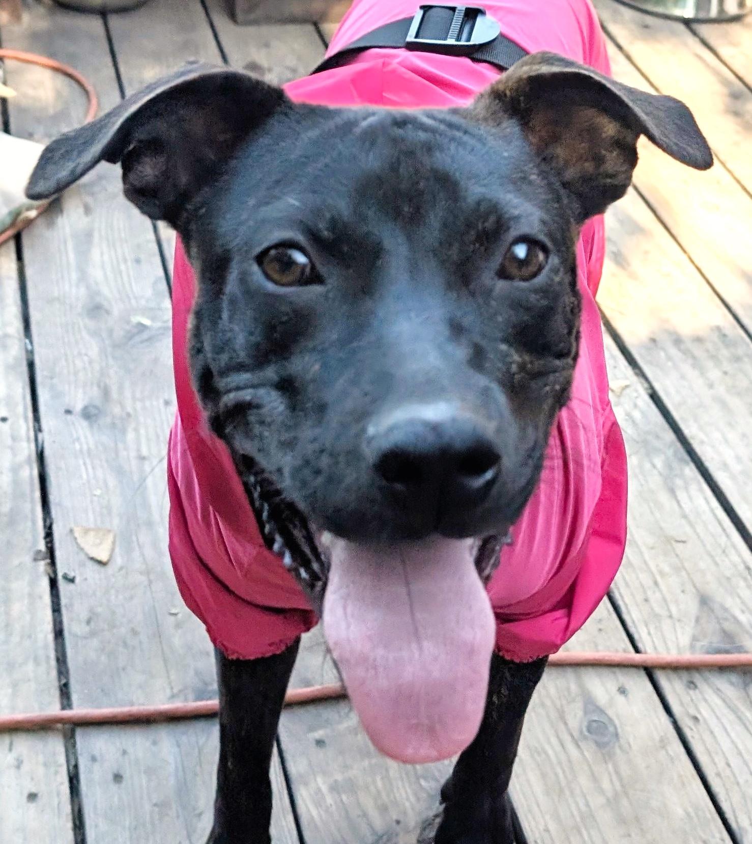 Enlarge Melly, a Adoptable mixed breed in Roseville, CA image 1/6