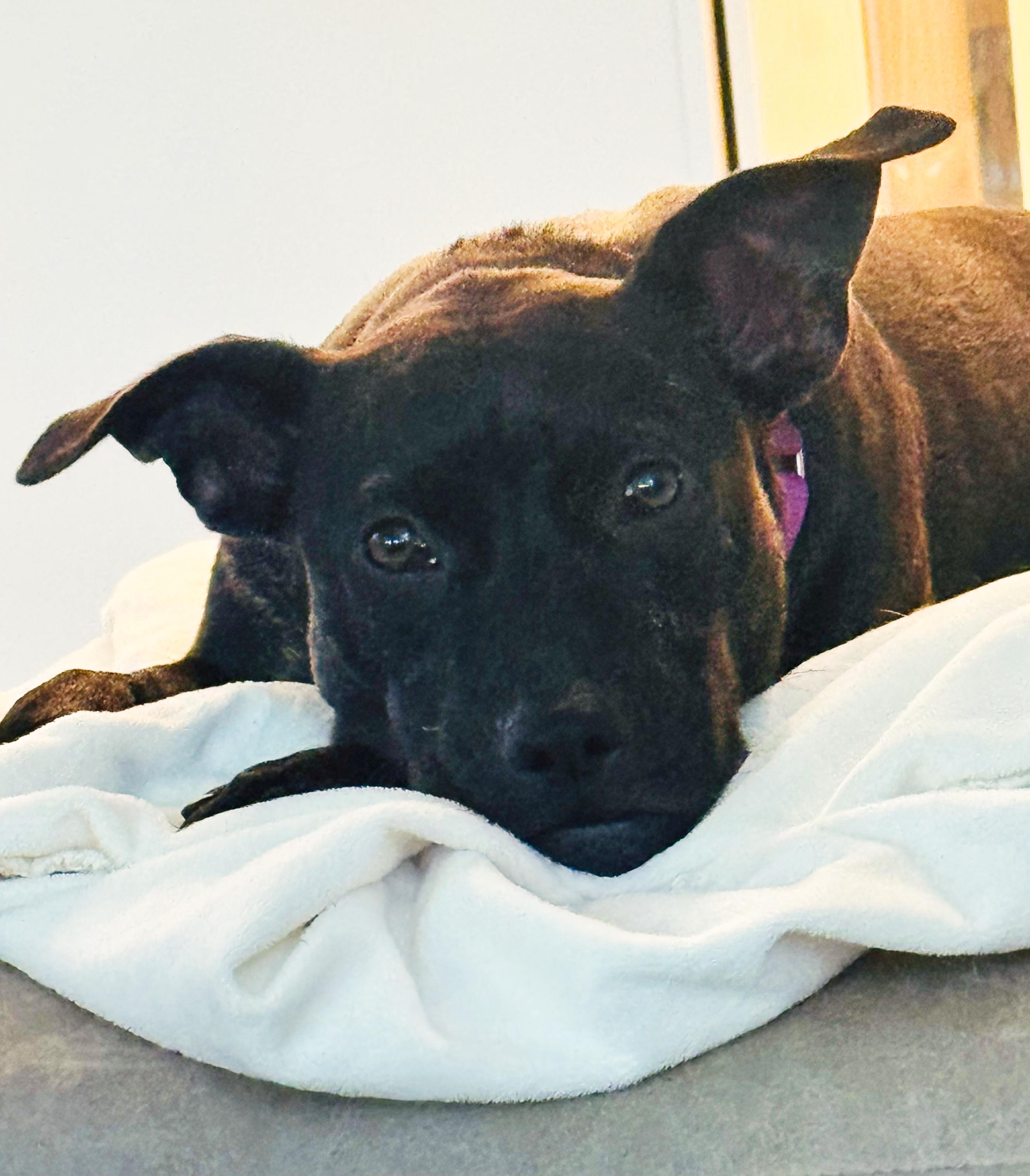 Enlarge Melly, a Adoptable mixed breed in Roseville, CA image 5/6