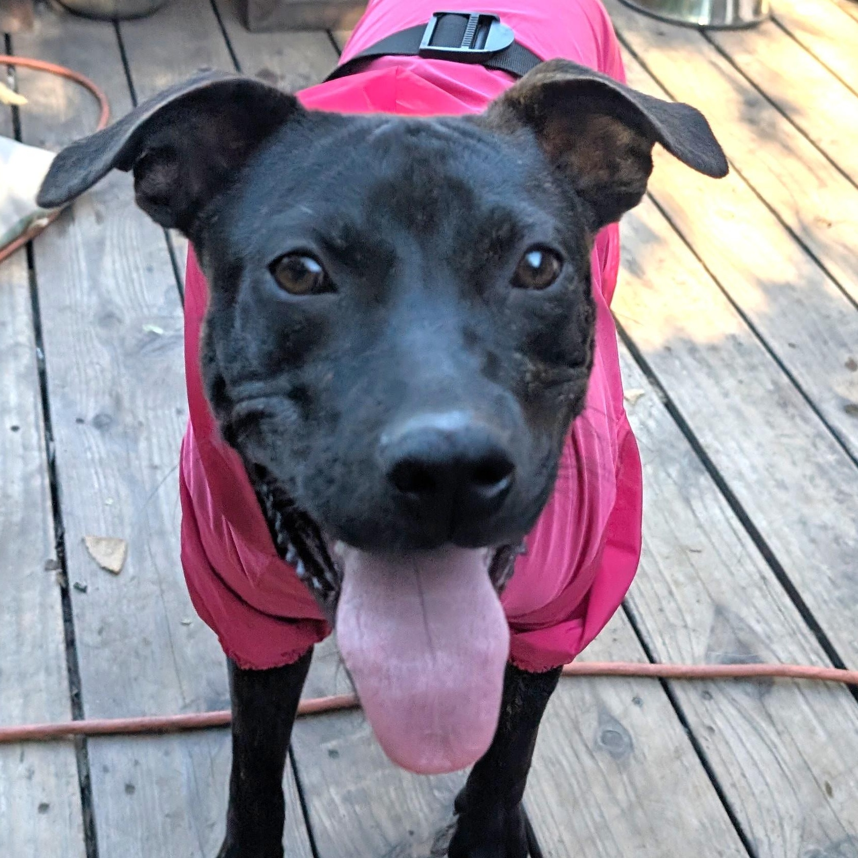 Melly, Adoptable, Young Female Pit Bull Terrier & German Shepherd Dog.