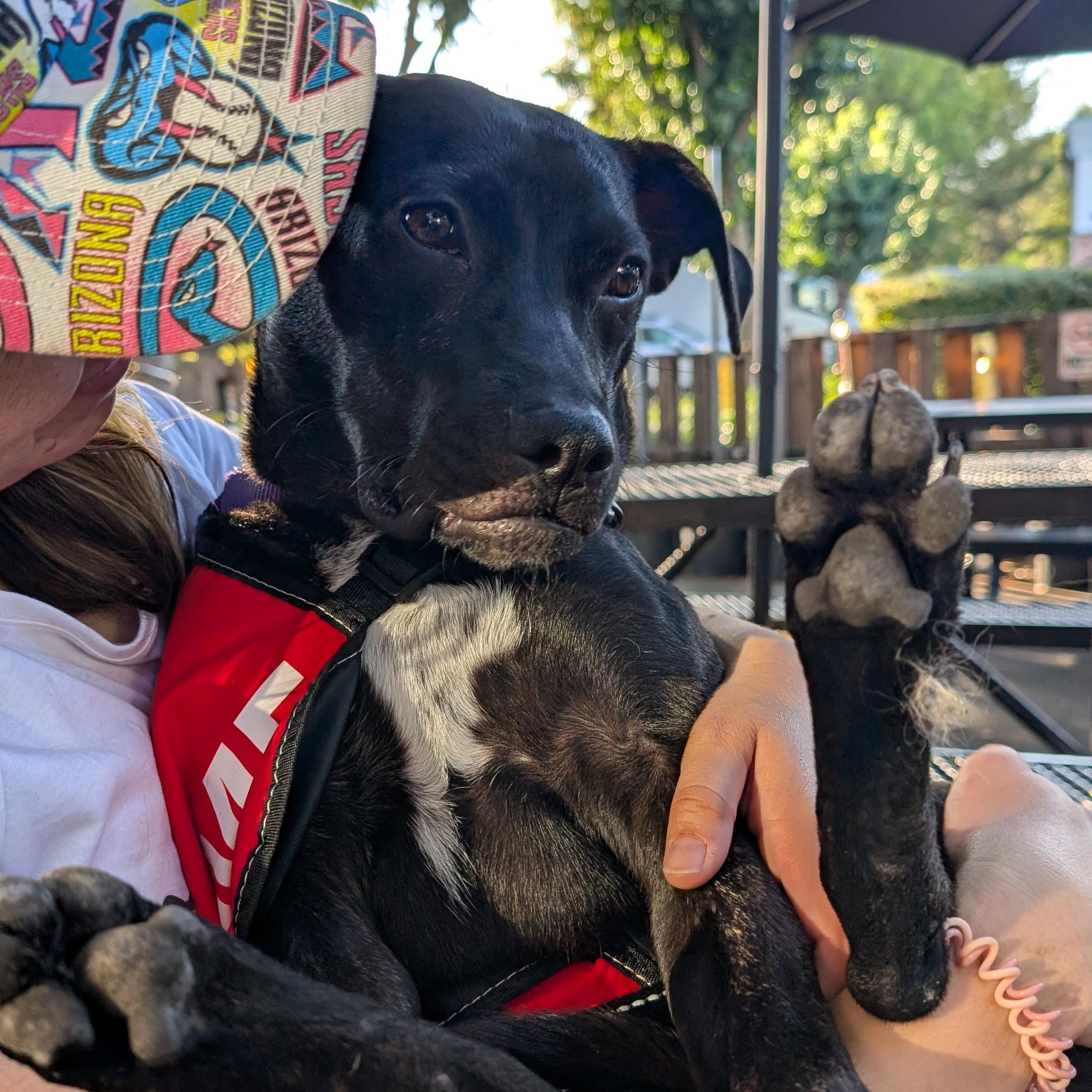 Enlarge Melly, a Adoptable mixed breed in Roseville, CA image 5/5