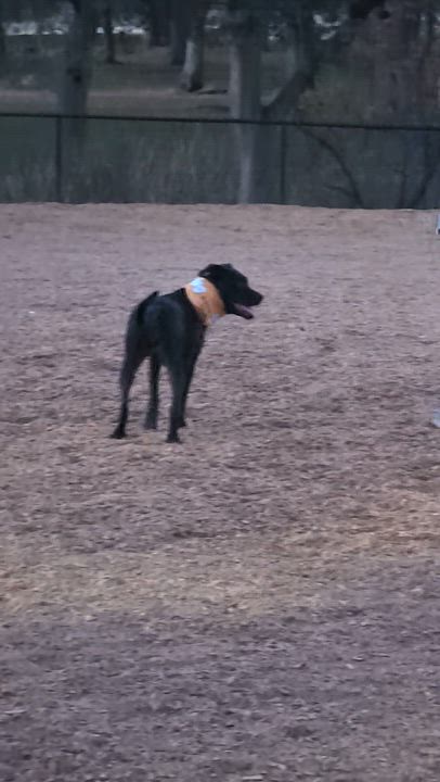 Enlarge Melly, a Adoptable mixed breed in Roseville, CA video 2/5