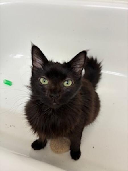 Percy-In Foster, a Adoptable mixed breed in Silverdale, WA image 3/5