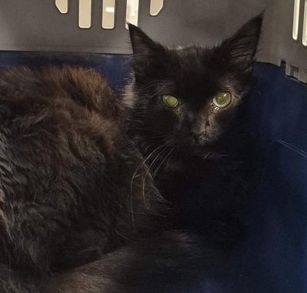 Percy-In Foster, a Adoptable mixed breed in Silverdale, WA image 4/5