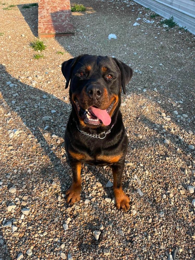 Lucious, Adoptable, Adult Male Rottweiler.