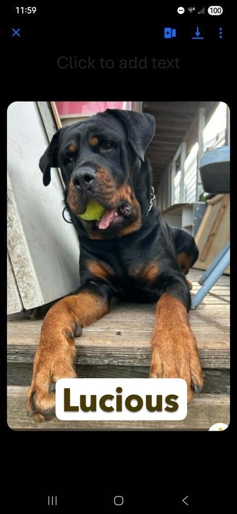 Enlarge Lucious, a Adoptable Rottweiler in Warrenton, MO image 2/5