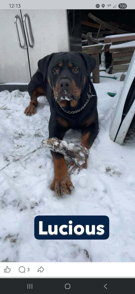 Enlarge Lucious, a Adoptable Rottweiler in Warrenton, MO image 3/5