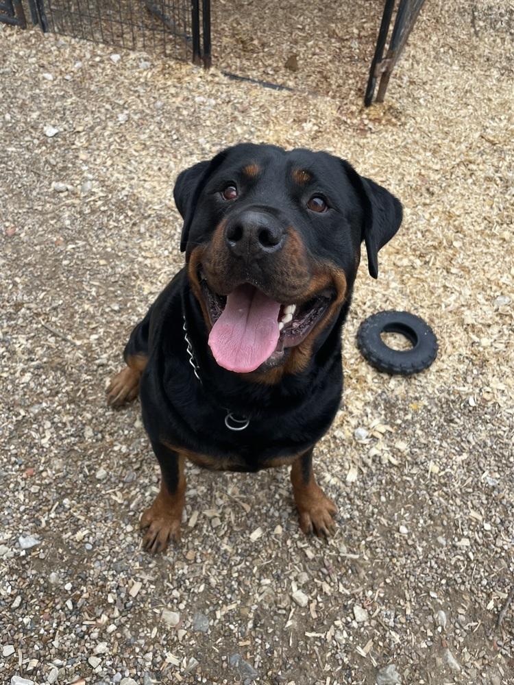 Enlarge Lucious, a Adoptable Rottweiler in Warrenton, MO image 5/5