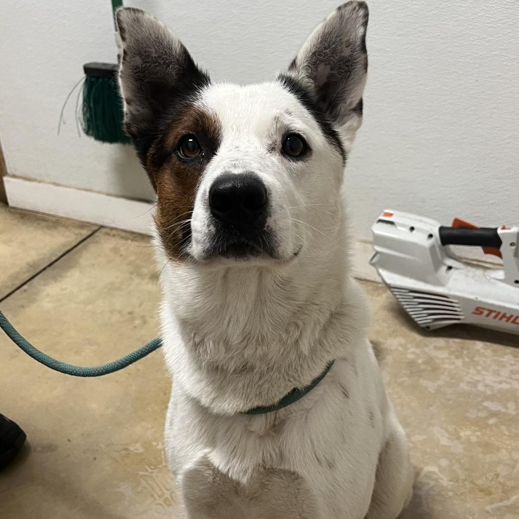 Tater, Adoptable, Young Male Cattle Dog & Mixed Breed.