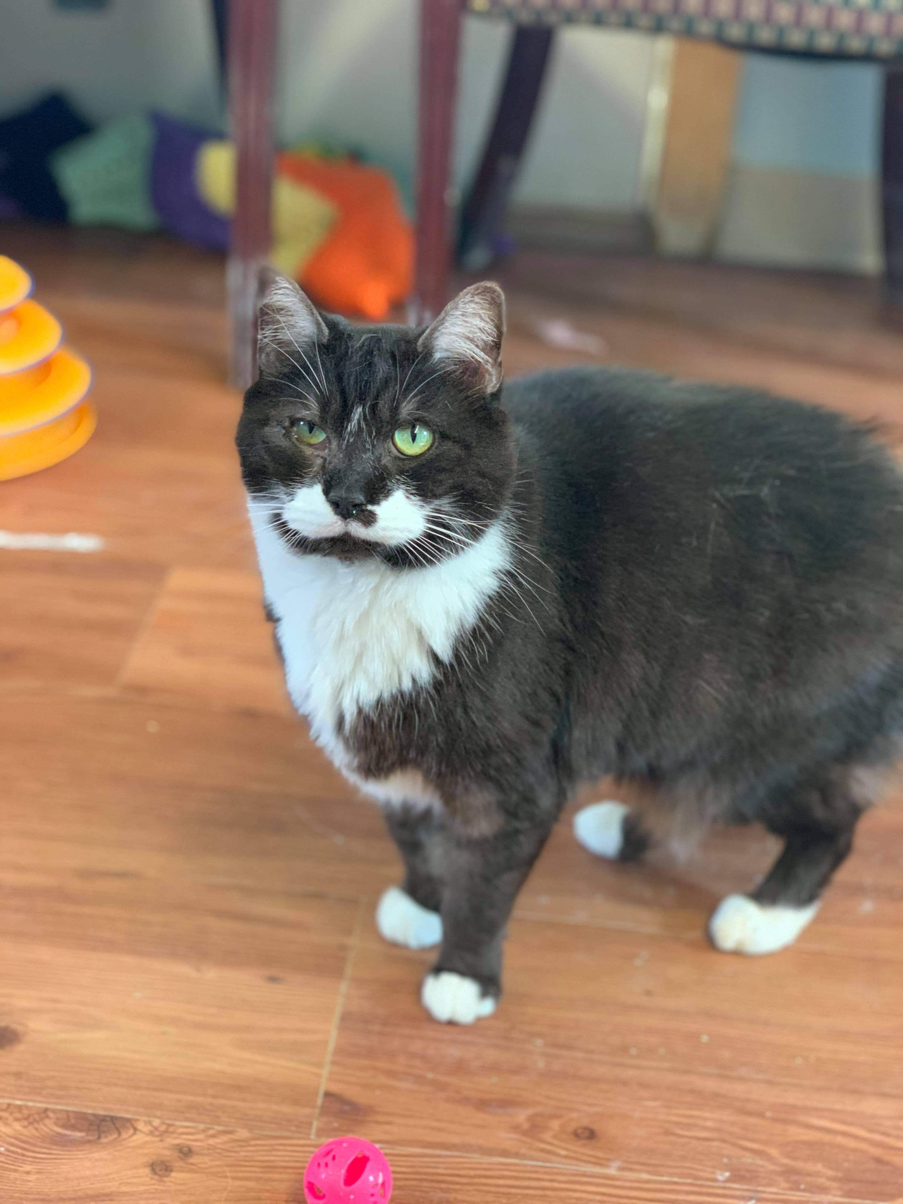 Mittens, an adopted Domestic Short Hair in Anderson, IN_image-1