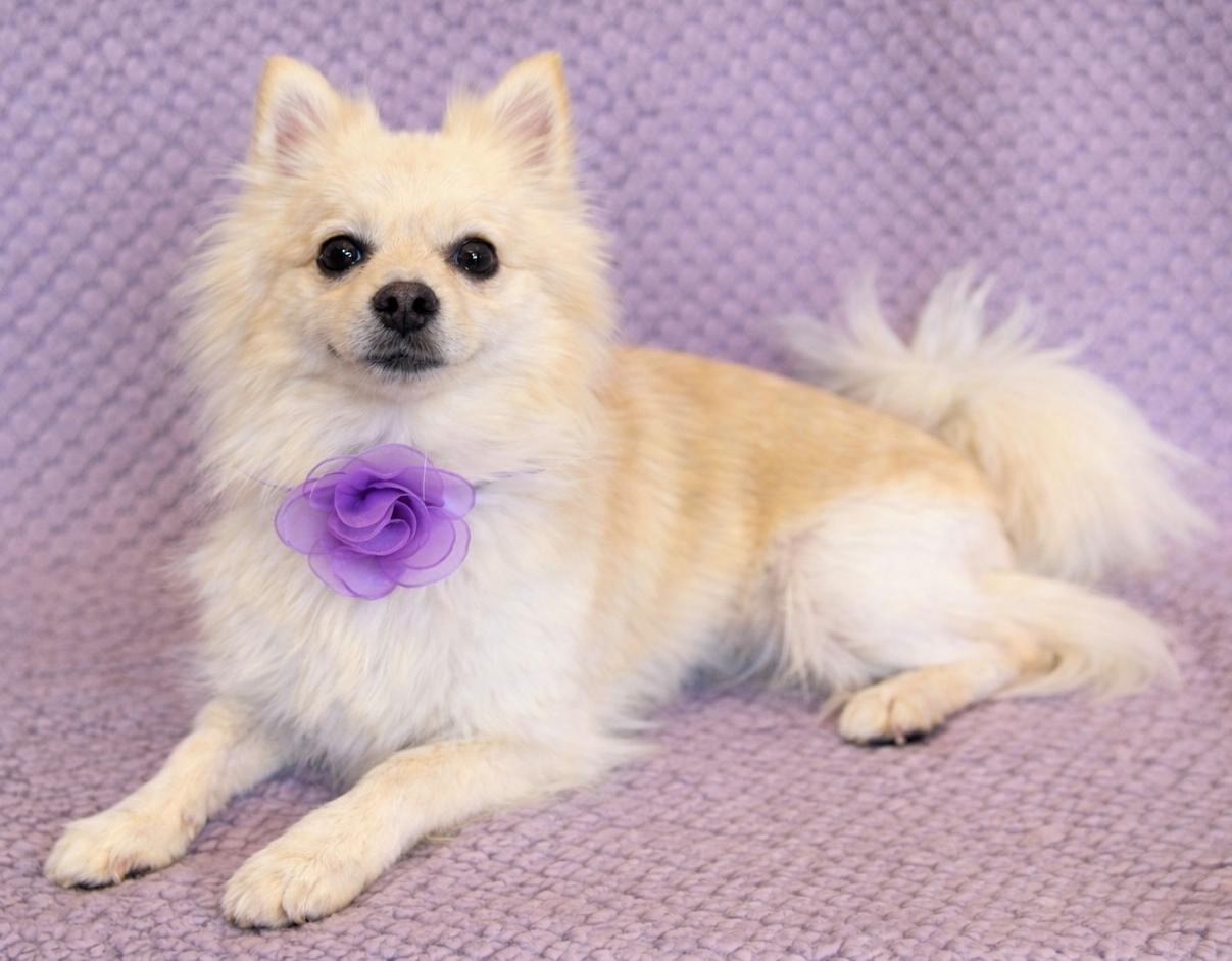 Foxy, adopted, Young Female Pomeranian.