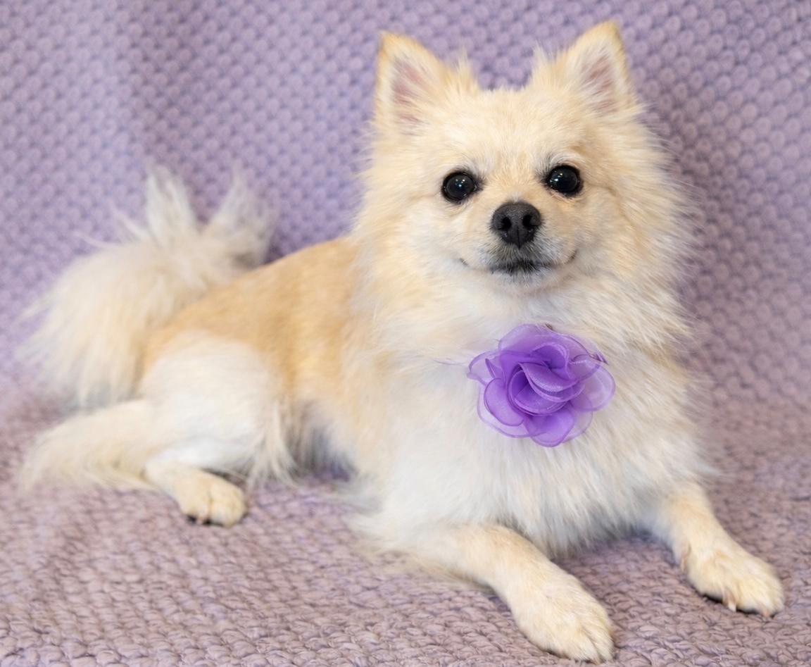 Enlarge Foxy, an adopted Pomeranian in Lodi, CA image 5/5
