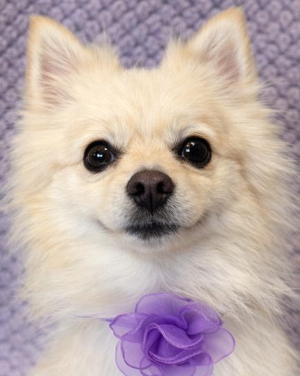 Enlarge Foxy, an adopted Pomeranian in Lodi, CA image 2/5