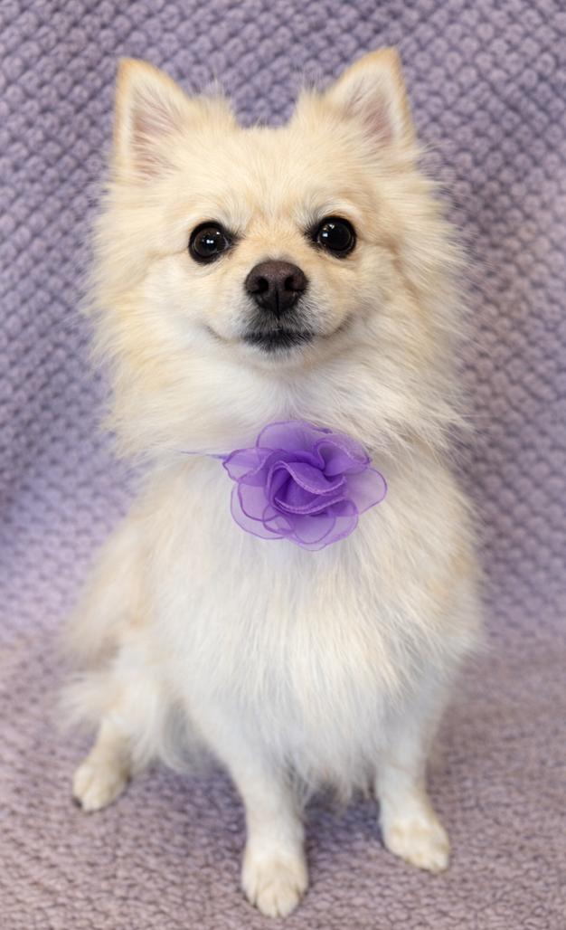 Enlarge Foxy, an adopted Pomeranian in Lodi, CA image 4/5