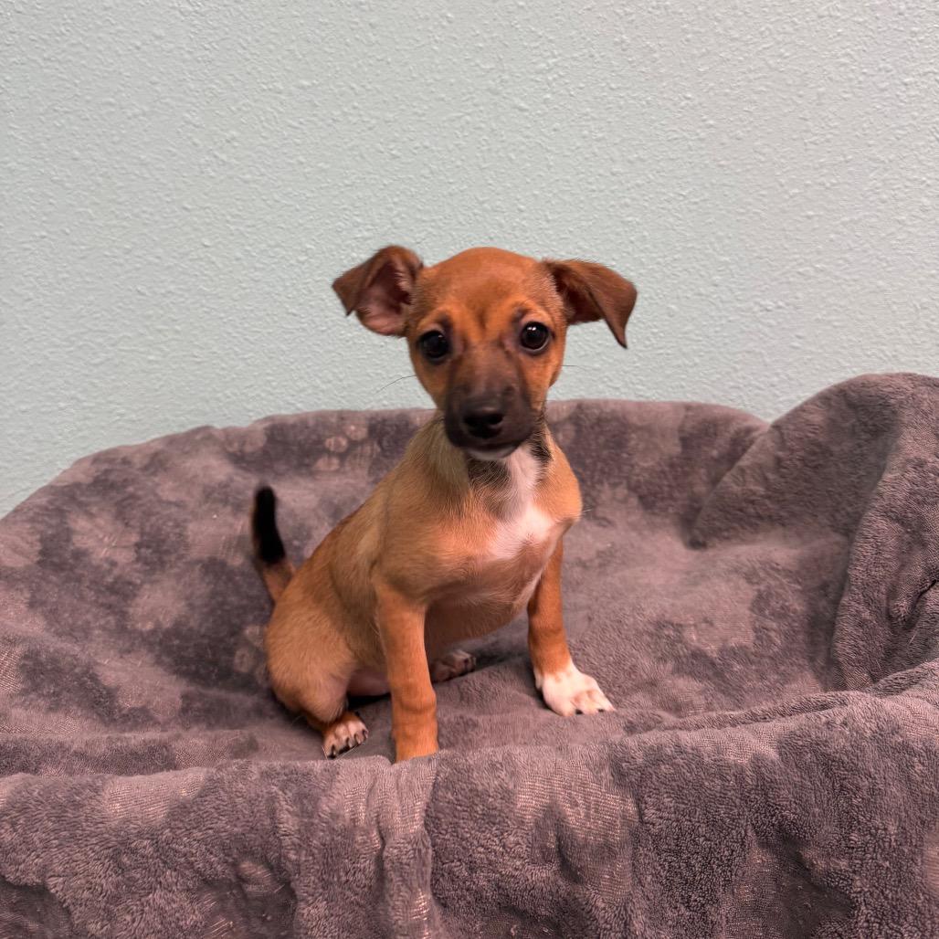 Gwen, Adoptable, Puppy Female Chihuahua.