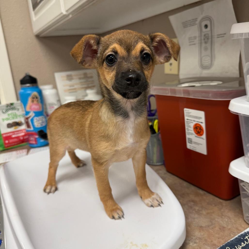 Enlarge Gwen, a Adoptable Chihuahua in Fresno, CA image 2/3