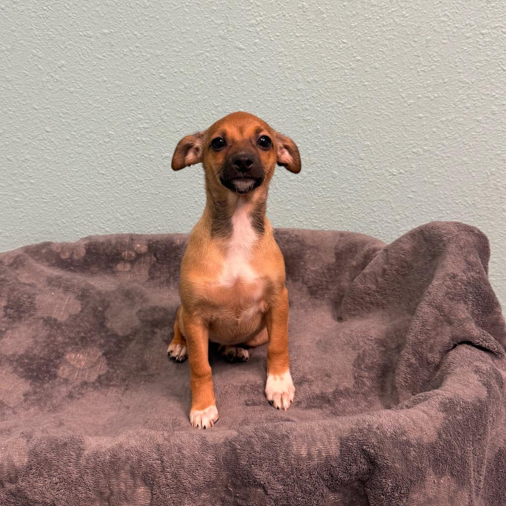 Enlarge Gwen, a Adoptable Chihuahua in Fresno, CA image 3/3