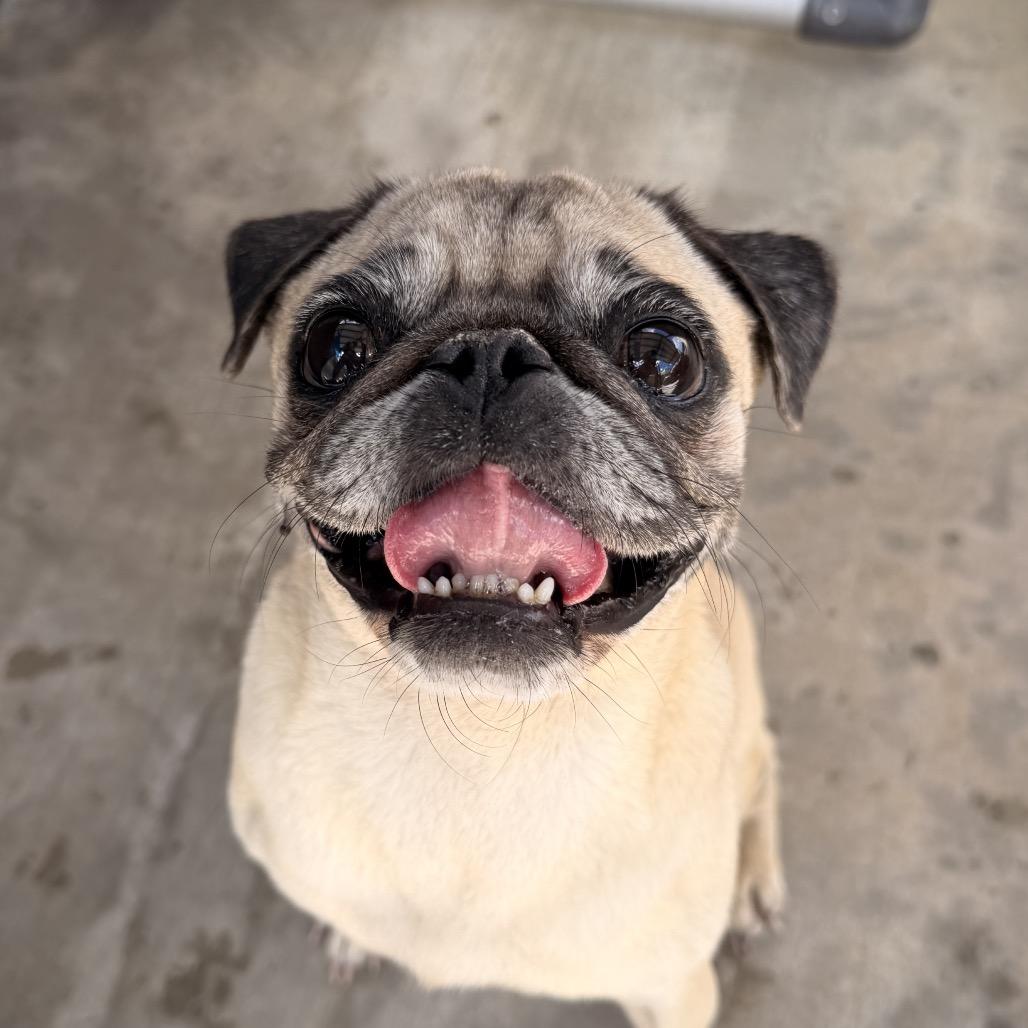 Ally, Adoptable, Adult Female Pug.