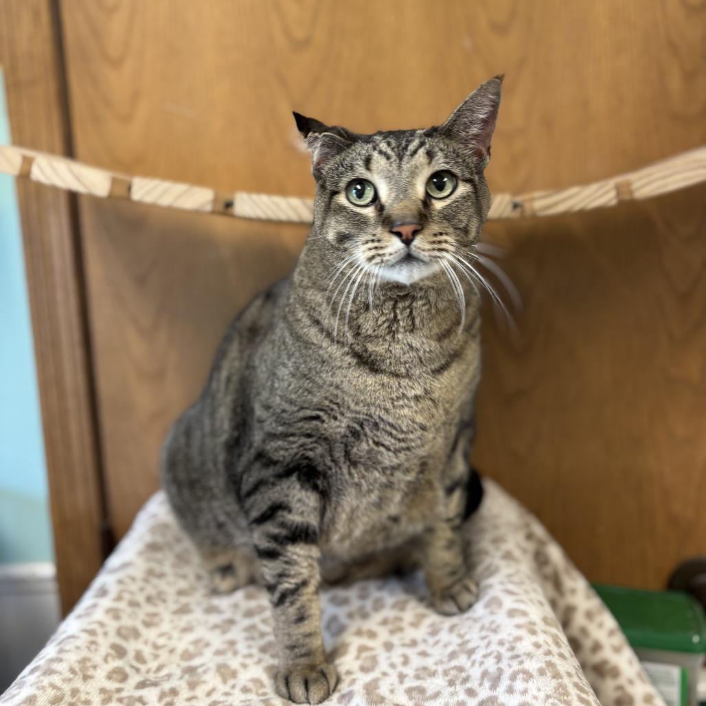 Meowzer--In Foster, Adoptable, Senior Male Domestic Short Hair.