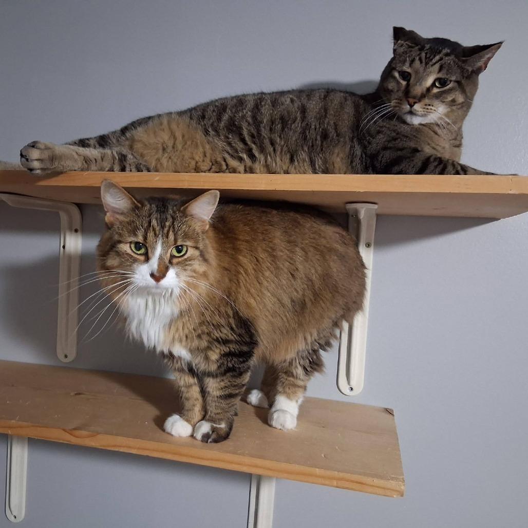 Enlarge Meowzer--In Foster, a Adoptable Domestic Short Hair in Fargo, ND image 3/4