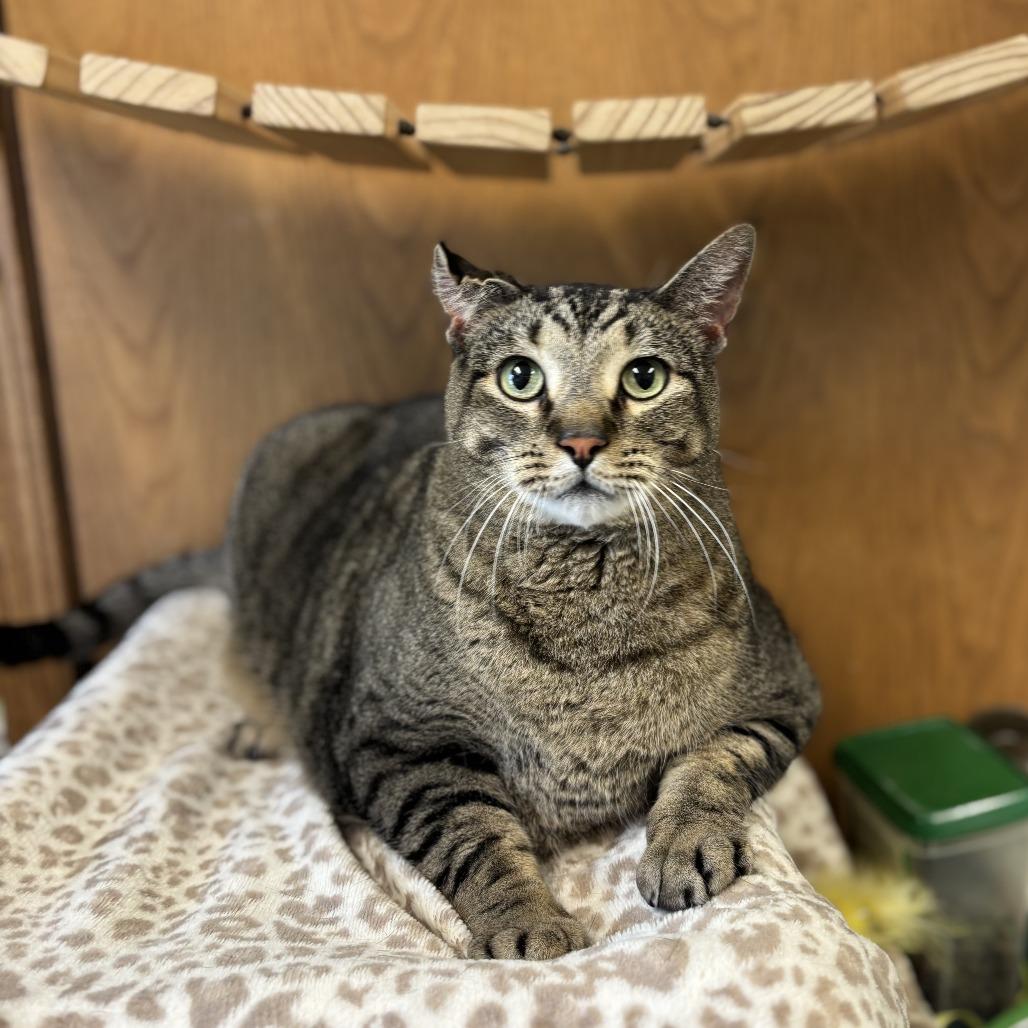 Enlarge Meowzer--In Foster, a Adoptable Domestic Short Hair in Fargo, ND image 4/4