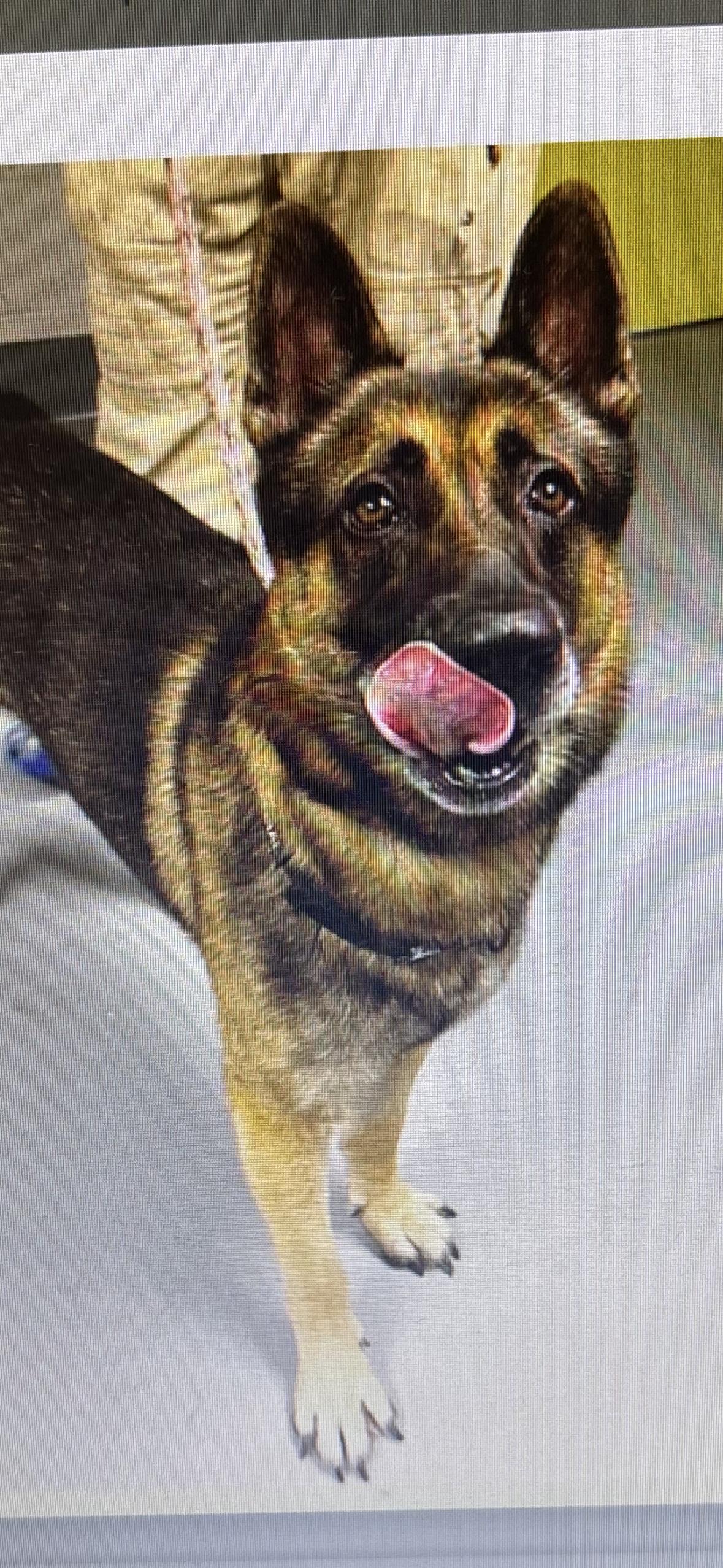 Cooper, a Adoptable German Shepherd Dog in Oviedo, FL image 1/2