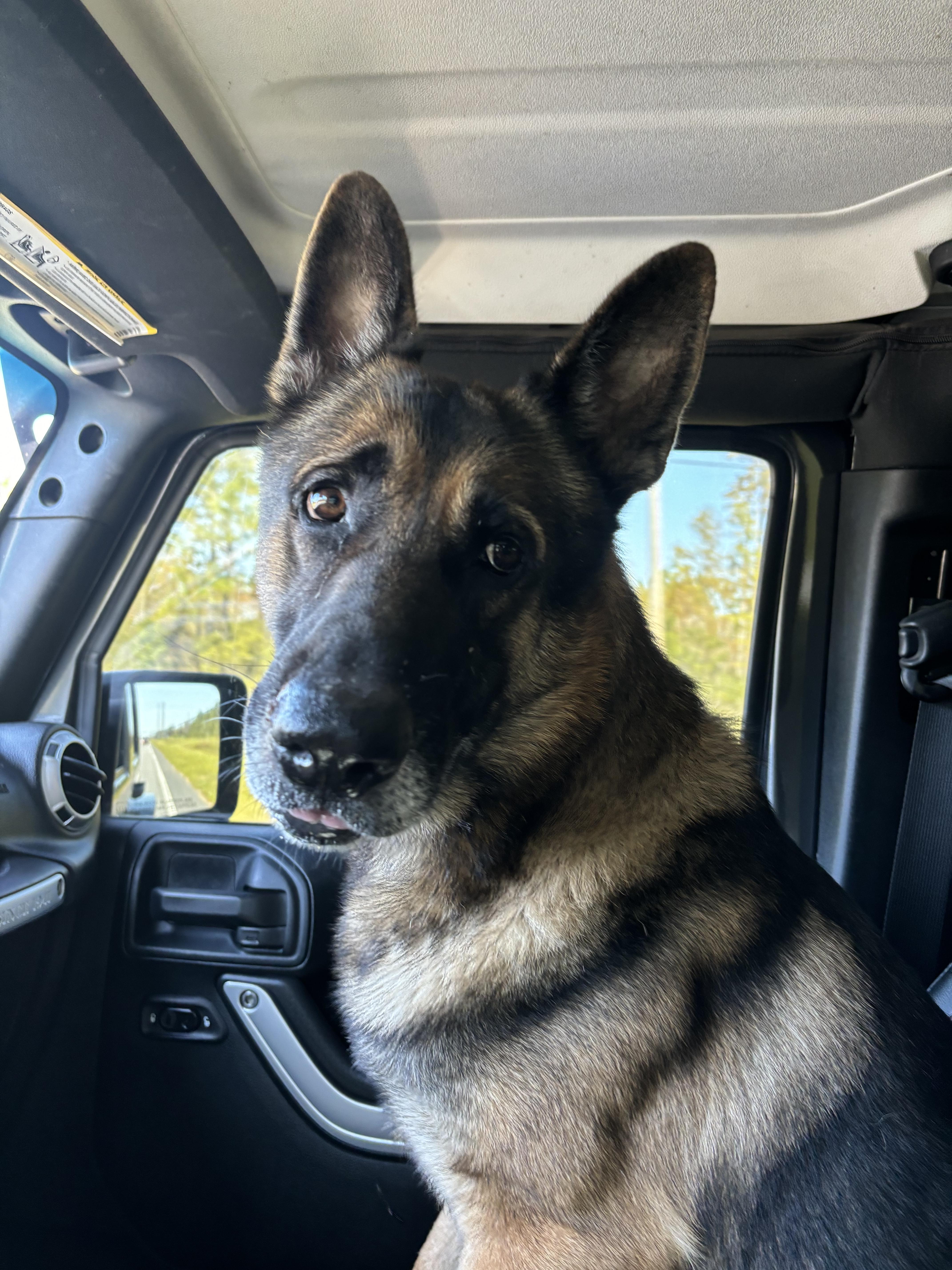 Cooper, a Adoptable German Shepherd Dog in Oviedo, FL image 2/2
