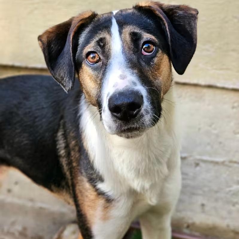 Enlarge Stanley, a Adoptable mixed breed in Chicago, IL image 3/5