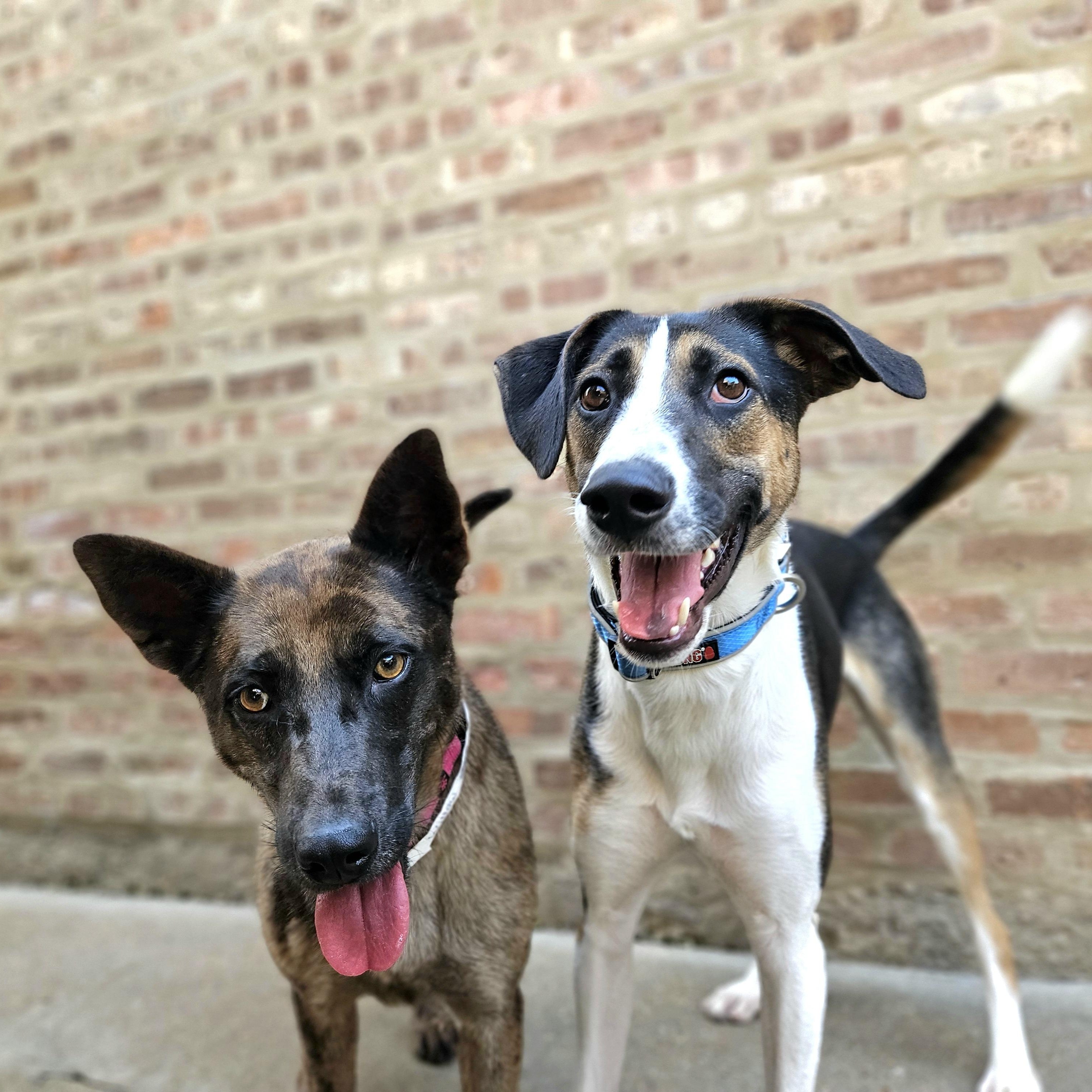 Enlarge Stanley, a Adoptable mixed breed in Chicago, IL image 4/5