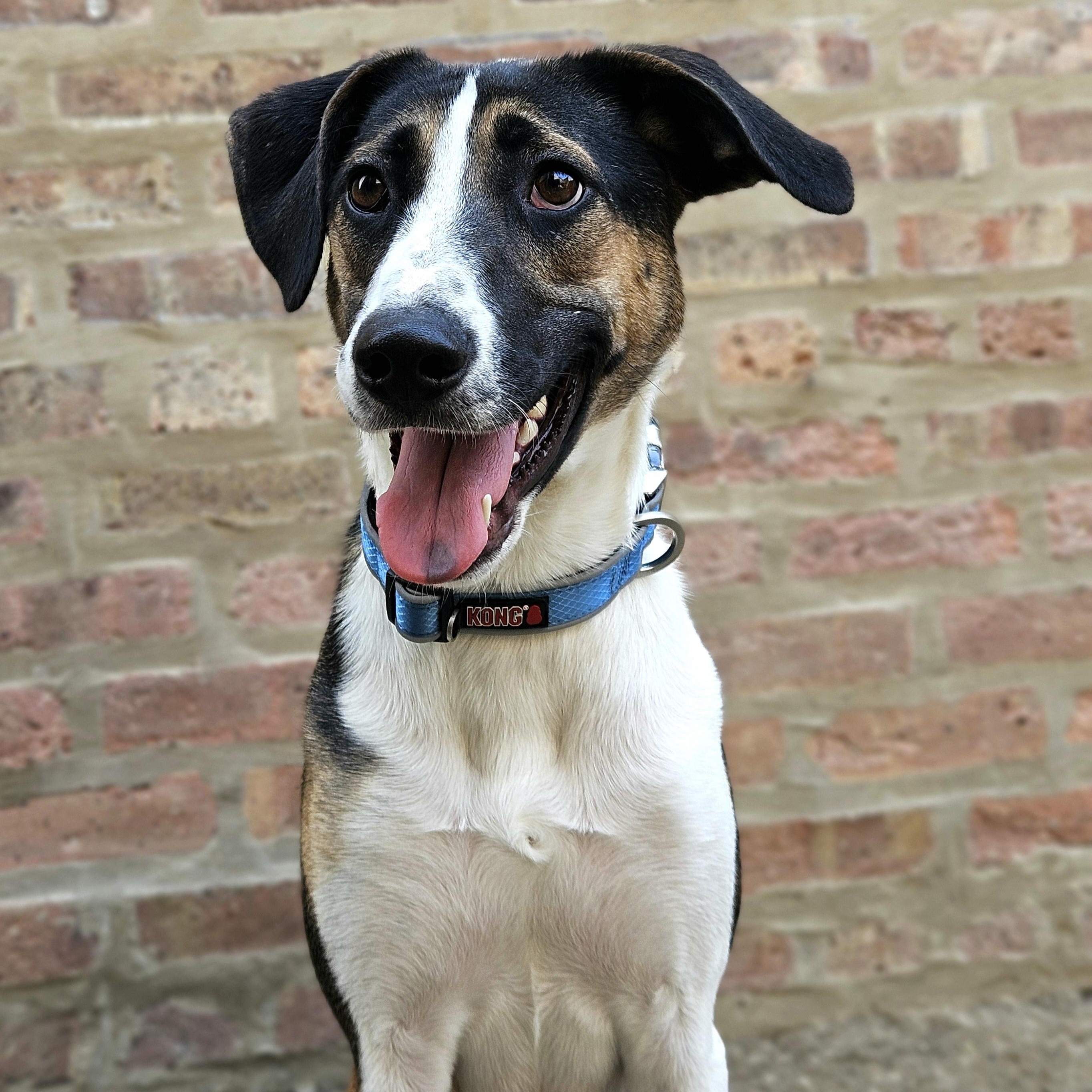 Enlarge Stanley, a Adoptable mixed breed in Chicago, IL image 2/5