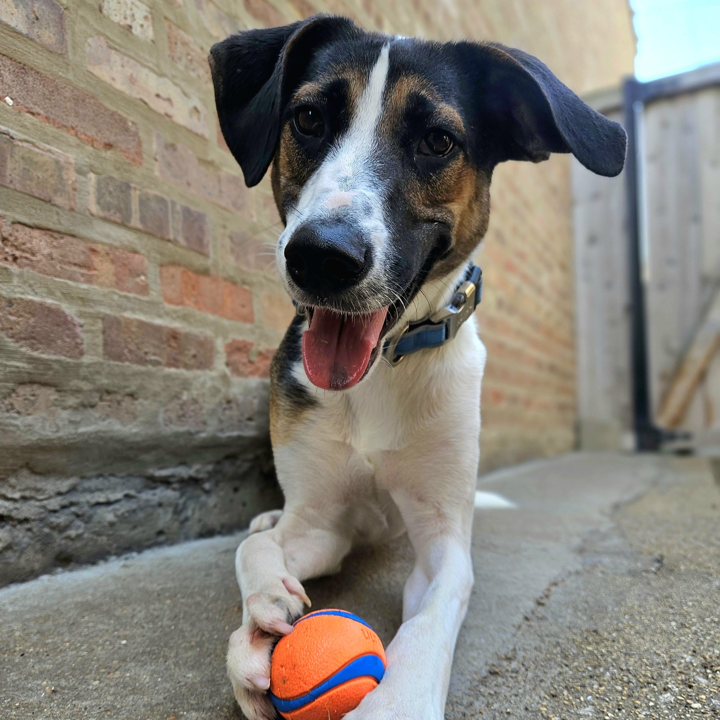 Stanley, Adoptable, Young Male Shepherd & Husky.