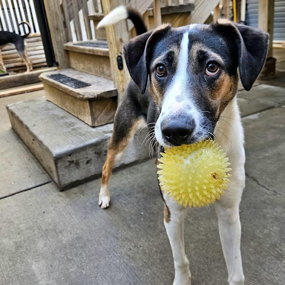 Enlarge Stanley, a Adoptable mixed breed in Chicago, IL image 5/5