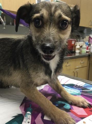 Rocky, Adoptable, Adult Male Terrier.