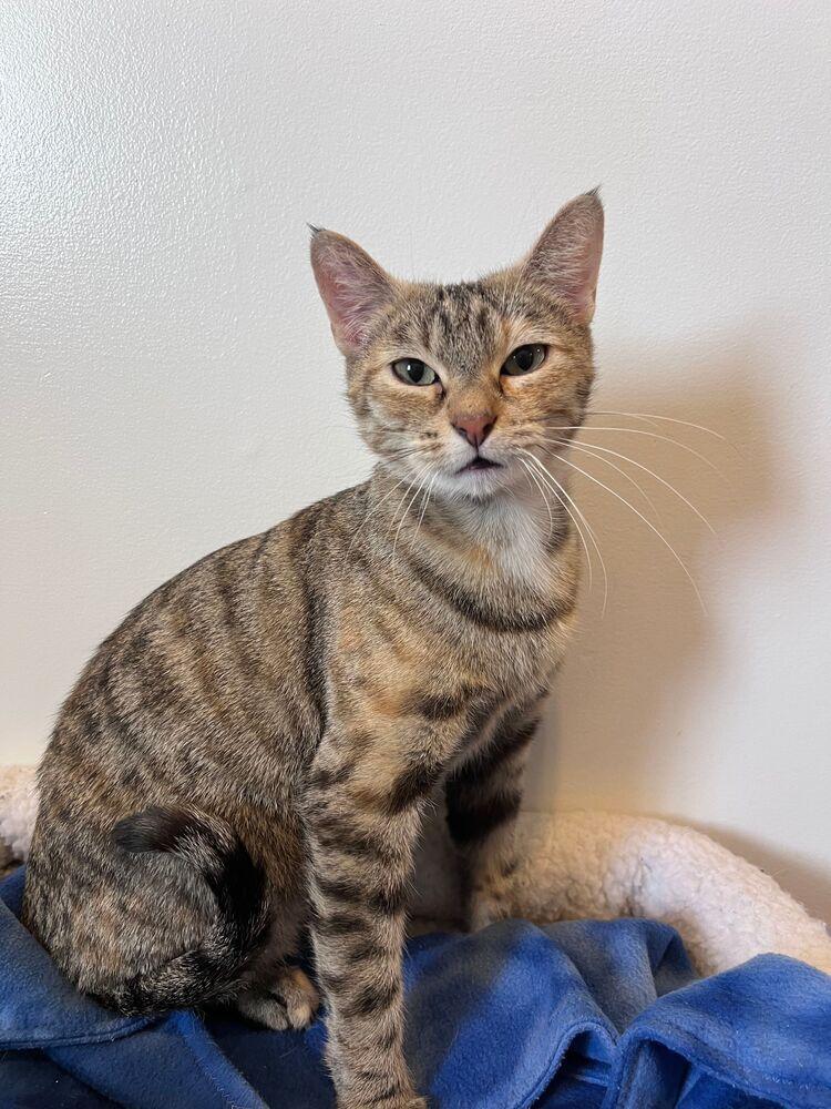 Melody, Adoptable, Young Female Domestic Short Hair.