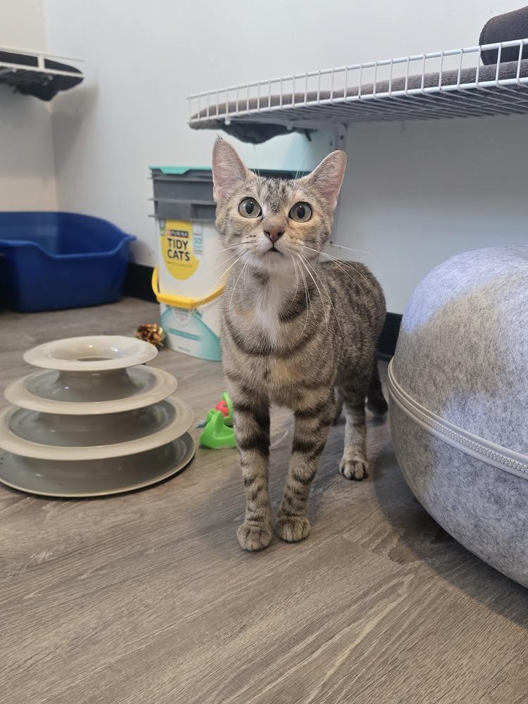 Melody, Adoptable, Young Female Domestic Short Hair.