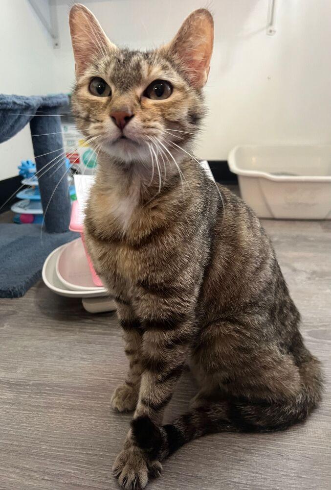 Melody, a Adoptable Domestic Short Hair in McPherson, KS image 2/2