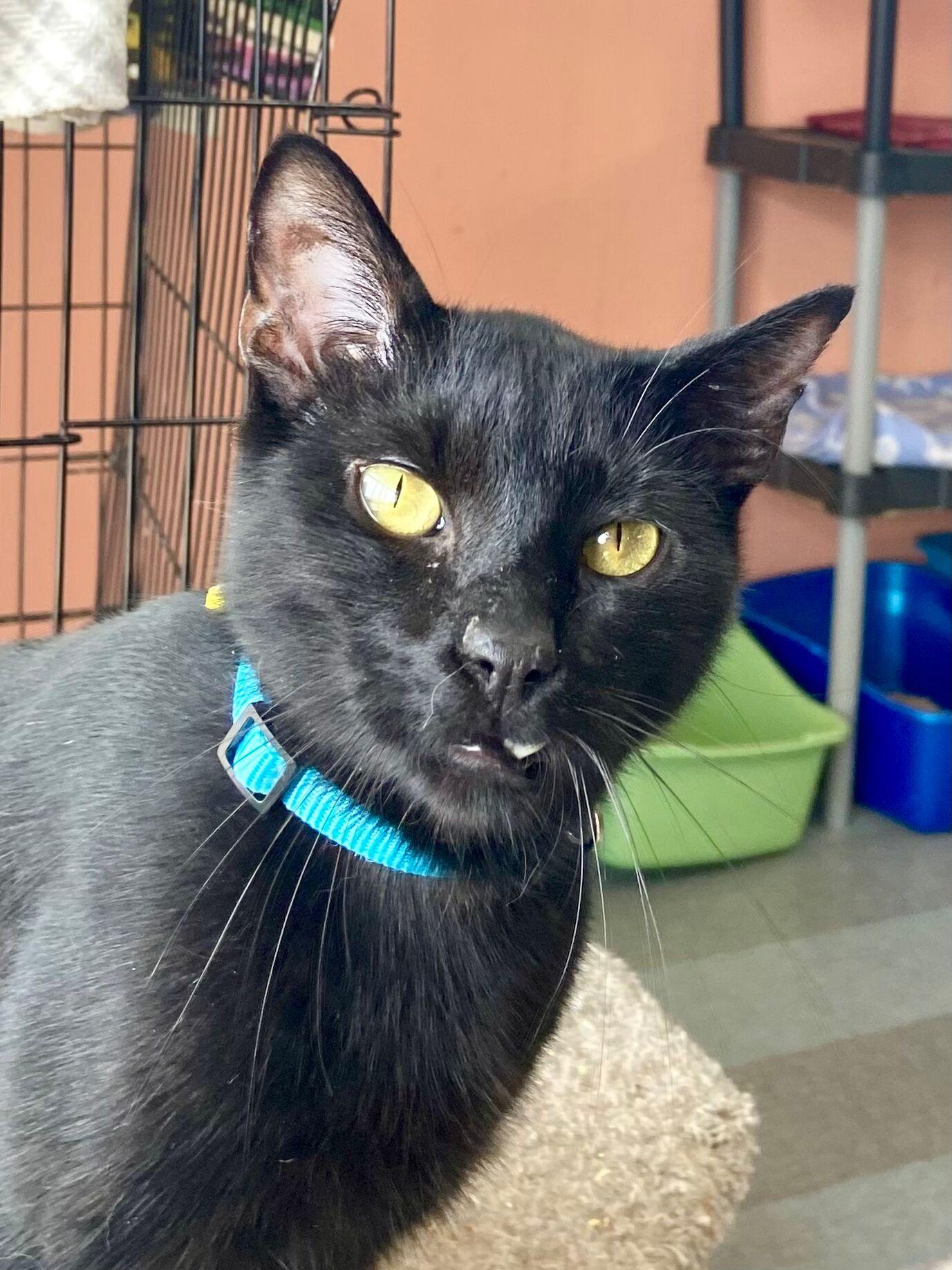 Cisco, Adoptable, Young Male Domestic Short Hair.