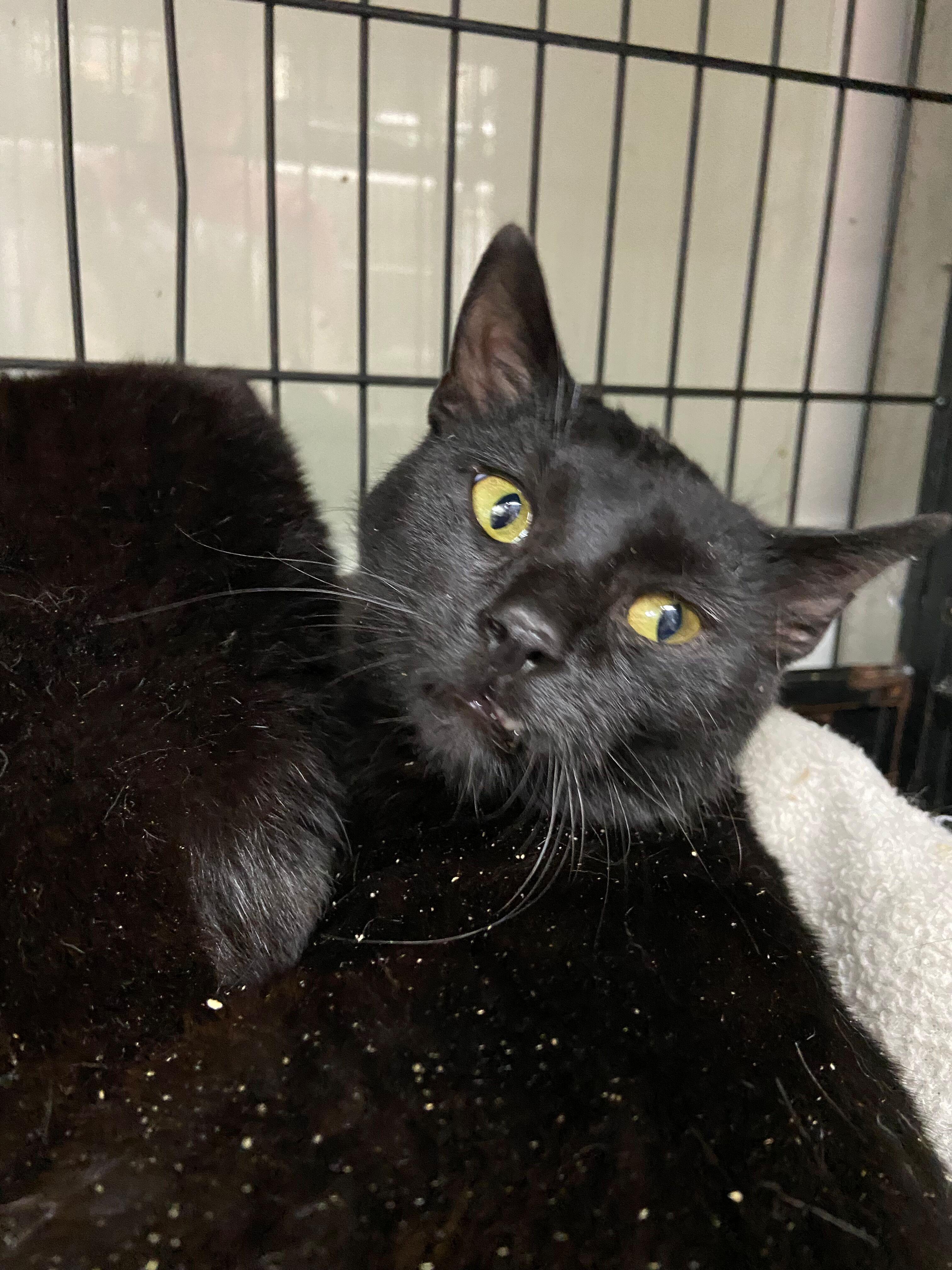 Cisco, a Adoptable Domestic Short Hair in Peru, IN image 3/6