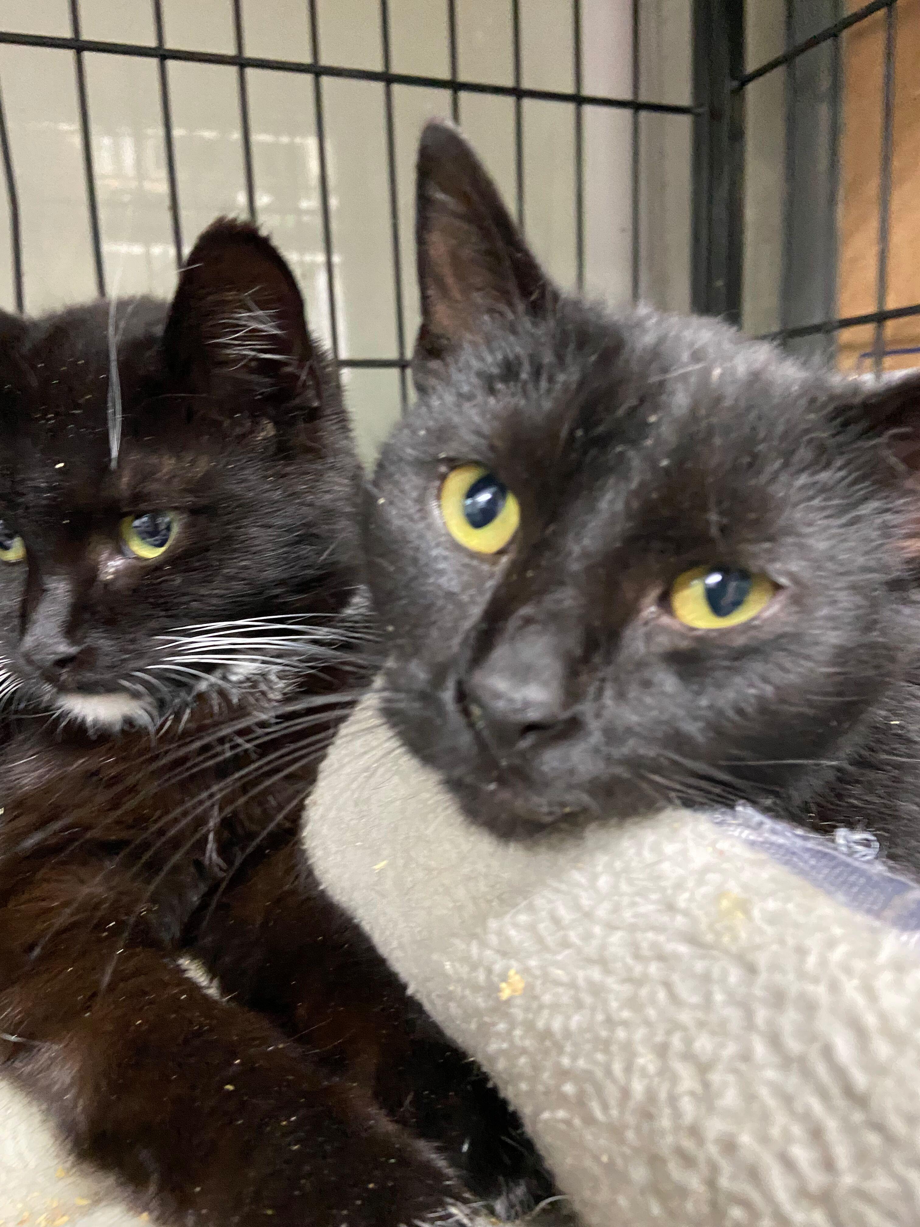Cisco, a Adoptable Domestic Short Hair in Peru, IN image 4/6