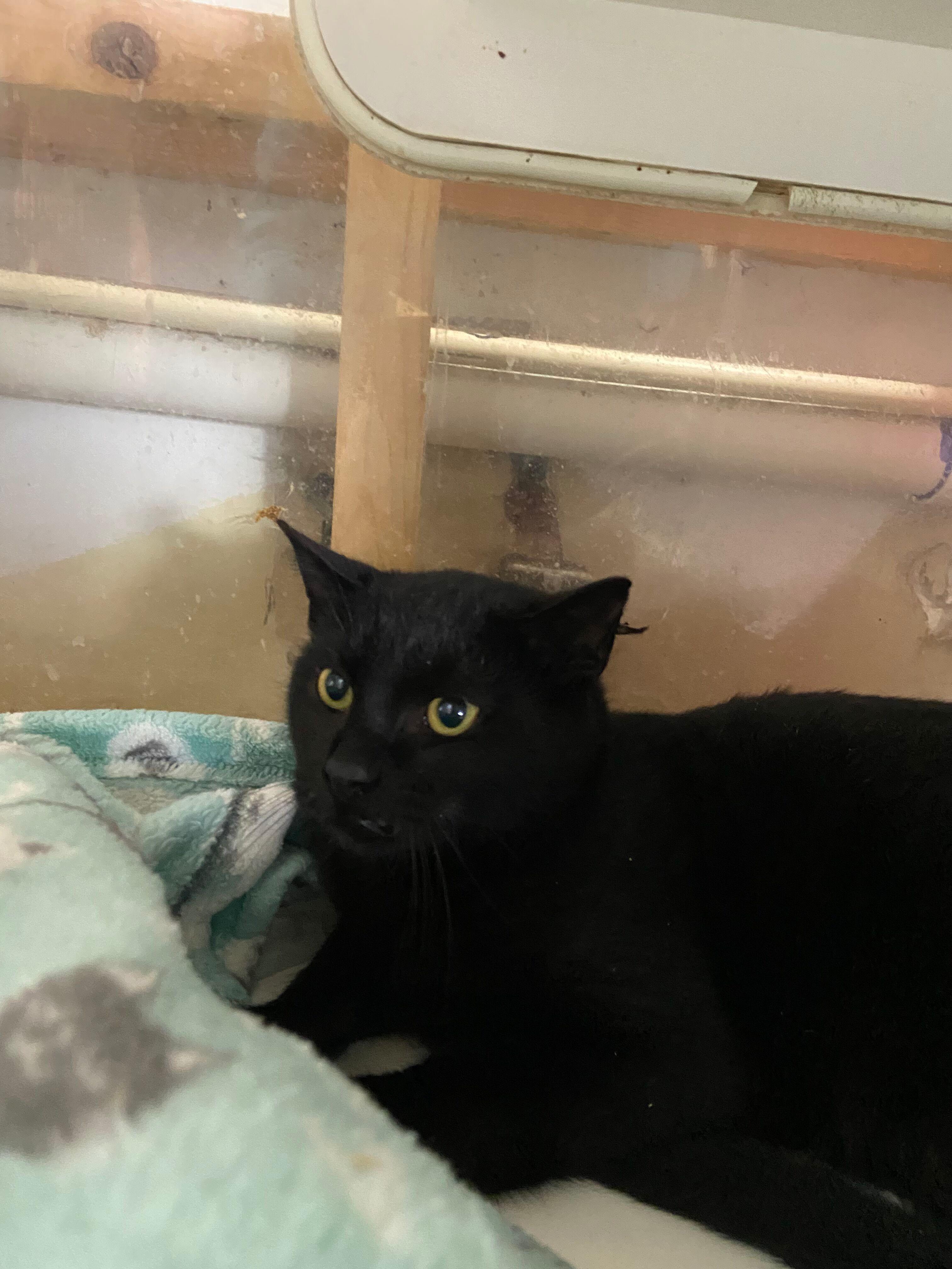 Cisco, a Adoptable Domestic Short Hair in Peru, IN image 5/6